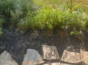 Weeding by Ricky Bowie for Rebecca P. in Cypress, TX