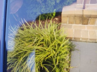 Bush Trimming by Allan Roberts for Charles O. in Washington, DC