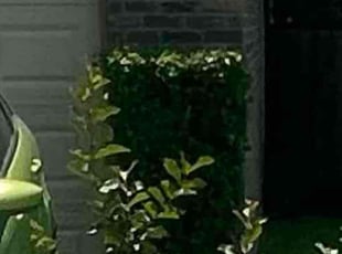 Bush Trimming by Gabriel Cardenas for James W. in La Porte, TX