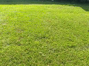 Lynn B.'s Lawn Service service result