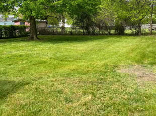 Zoheb M.'s Lawn Mowing Service service result