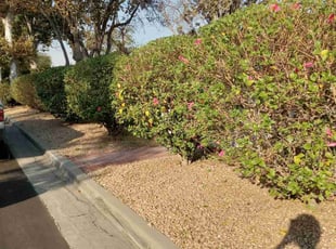 Bush Trimming by Rodrigo Rodriguez for Alton R. in Riverside, CA