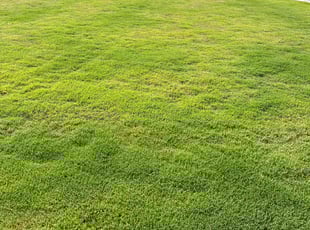 Stacey F.'s Lawn Service service result