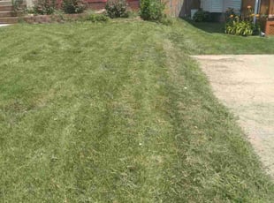 Tammy R.'s Yard Cutting service result