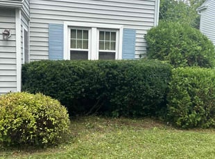 Bush Trimming by James Serio for Paul B. in Rochester, NY