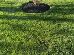 David M.'s Grass Cutting service result