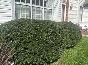 Bush Trimming by Marcos Polanco for Alex P. in Easton, PA