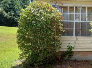 Bush Trimming by Raymond Hite-witt for tatsuru m. in Alpharetta, GA