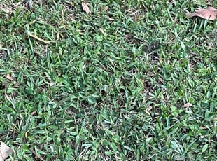 Weeding by Arthur Grant for CRAIG M. in Port St. Lucie, FL