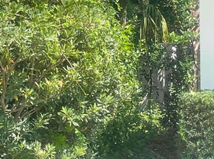 Bush Trimming by Joseph Grasso for William T. in Orlando, FL