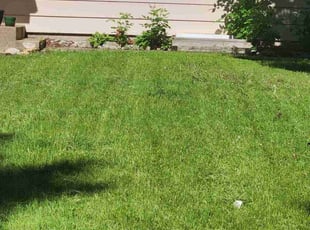 Michaelene R.'s Lawn Service service result