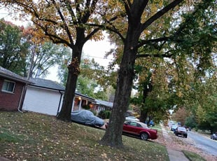 Leaf Removal by Damond Merridith for Francis F. in Florissant, MO