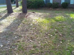 Bush Trimming by Levern Williams Jr for Patricia W. in Pensacola, FL
