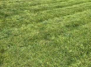 Cornelia P.'s Lawn Care service result