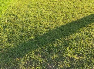 Joann C.'s Lawn Service service result