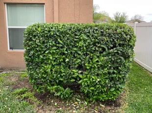 Bush Trimming by Ramon Taguja for Chase B. in Ruskin, FL