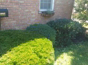 Bush Trimming by Alexander Hawkins for Mia D. in Cincinnati, OH
