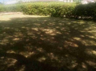 Bush Trimming by Douglas Gray for Kim G. in Shaker Heights, OH