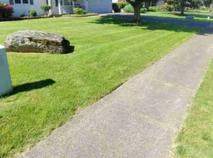 Nivia P.'s Lawn Mowing Service service result