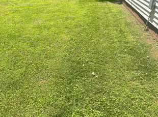 Kathleen C.'s Grass Cutting service result