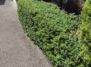 Bush Trimming by Kristofel Simbajon for Genya C. in Redmond, WA