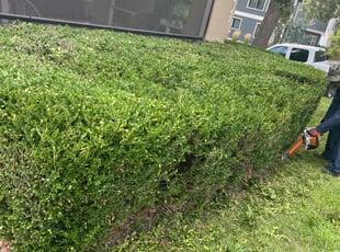 Bush Trimming by Sedrick Wesley for Dino A. in Kansas City, MO