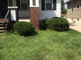 Bush Trimming by Thomas Vogelsang for Katrina J. in Cincinnati, OH