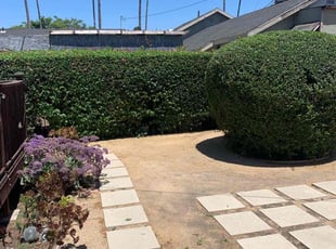 Bush Trimming by William Mendoza for Ed L. in Los Angeles, CA