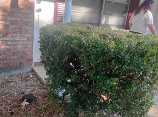 Bush Trimming by Jonathan Zavala for Chris L. in Fort Worth, TX