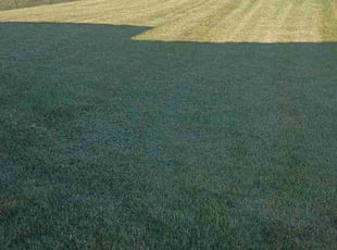 Tee D.'s Lawn Mowing service result