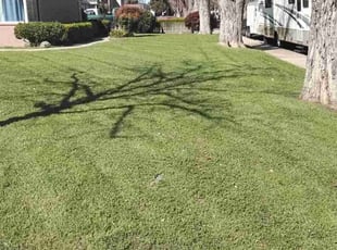 Laurie C.'s Lawn Maintenance service result
