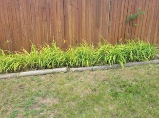 Weeding by Jason Bickler for Margie S. in Longmont, CO