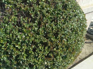 Bush Trimming by Jose Gonzalez for ALge M. in Bakersfield, CA