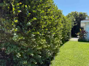 Brenique B.'s Lawn Care service result