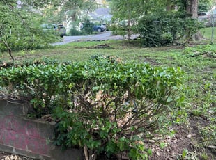 Bush Trimming by Bryant King for Derek L. in Kansas City, MO