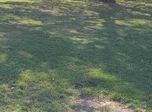 Ablavi K.'s Lawn Care service result