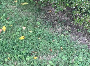 Cleanups by Lakeisha Henderson for Pat M. in Durham, NC