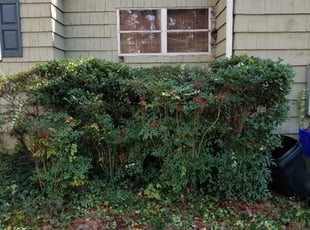 Bush Trimming by Bernard Meyers for Ashley G. in Smyrna, GA