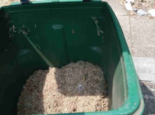 Cleanups by Jason Westgor for Katherine R. in San Antonio, TX