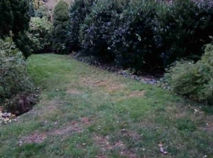 Bush Trimming by Brandon Hill for Melissa B. in Portland, OR