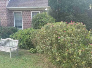 Bush Trimming by Douglas McClelland for Rachel B. in Birmingham, AL