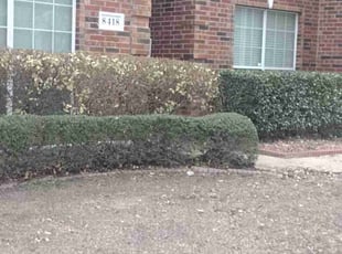 Bush Trimming by Roland Brent for matthew t. in Rowlett, TX
