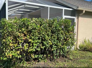 Bush Trimming by Efrain Marrero for Morad Q. in Tampa, FL