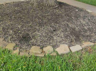 Weeding by Yanet Maciel for Nicole D. in Missouri City, TX