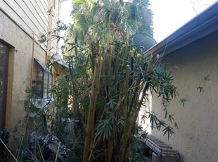 Bush Trimming by Marvel Carmichael for Hugh M. in Longwood, FL