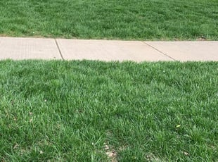 Bush Trimming by Davon Clark for Jonathan B. in Dayton, OH