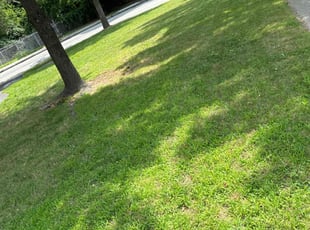 Amy S.'s Lawn Care service result