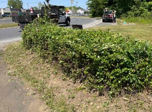 Bush Trimming by Raymond Steward for Chris S. in Woodbury Heights, NJ