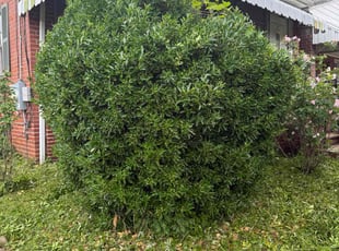 Bush Trimming by Theo Mobley for Viviane M. in Washington, DC