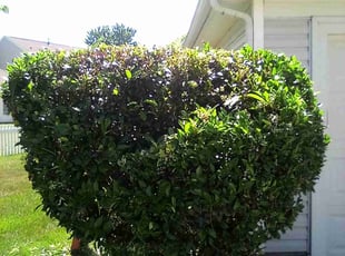 Bush Trimming by Xavier Monroe for Aedin A. in Charlotte, NC